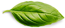 Basil Leaf 1